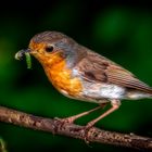 Kräftge Farbe für's Rote - Kehlchen