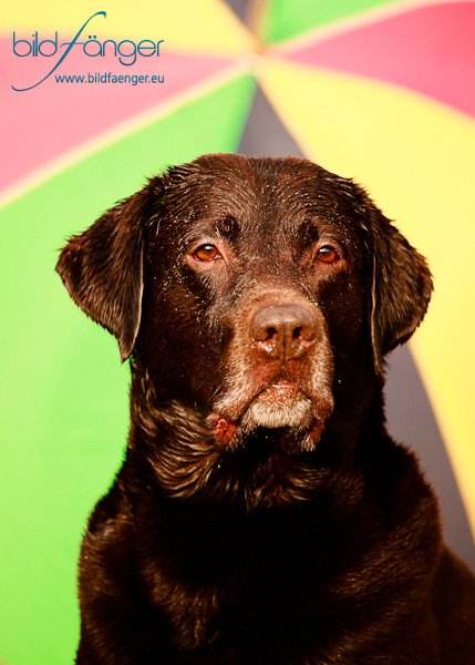 Kräftig - die Farben und der Hund ;-)