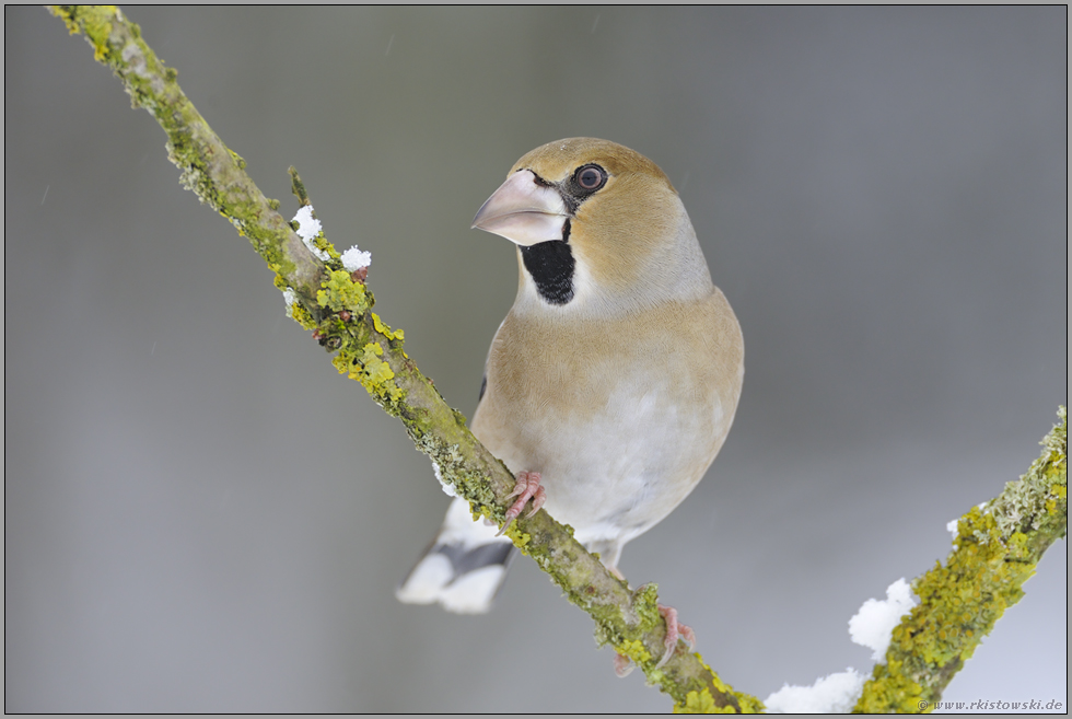 kräftig... Kernbeißer *Coccothraustes coccothraustes*