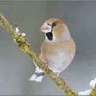 kräftig... Kernbeißer *Coccothraustes coccothraustes*