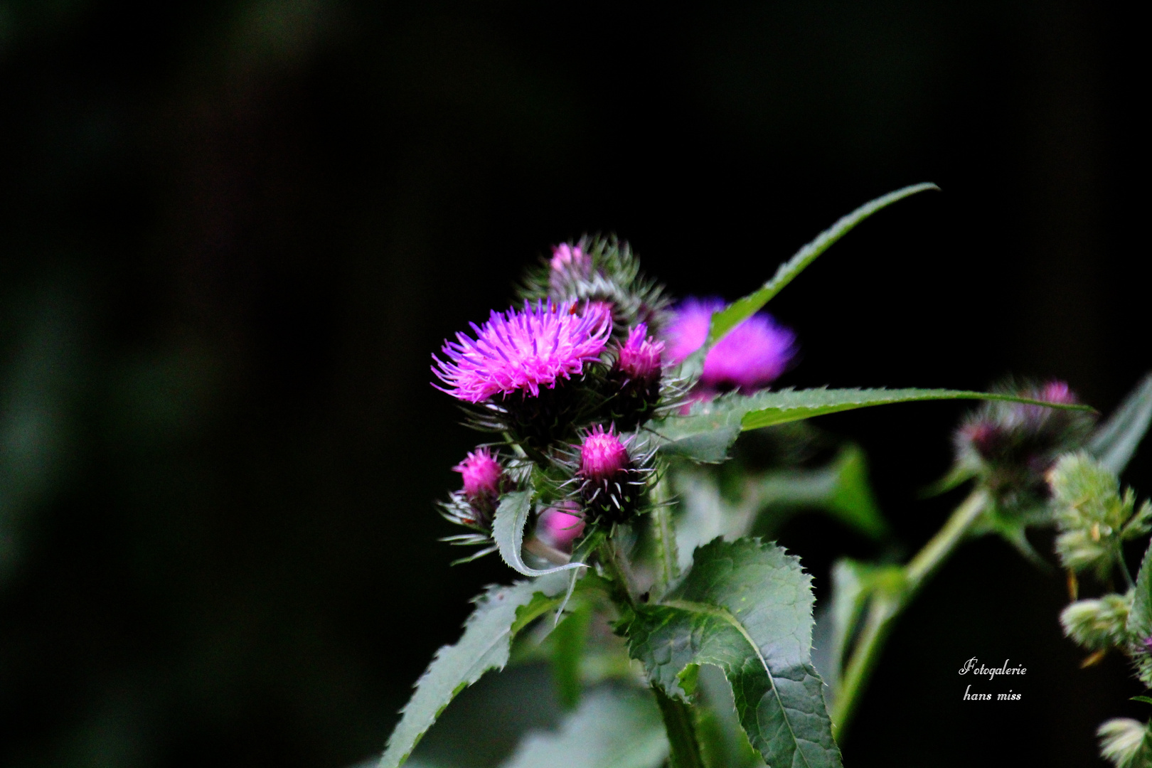 Kräftige Blüte