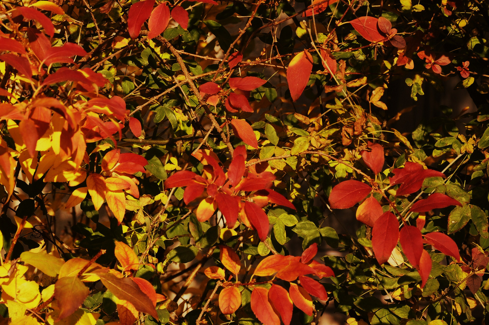 ....Kräftige Farben im auslaufenden Herbst...