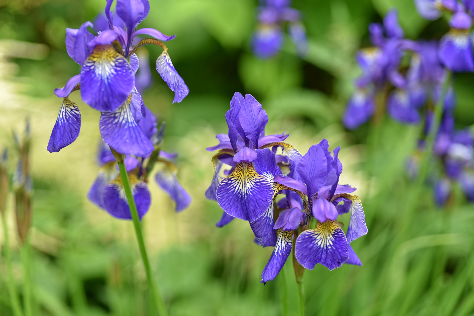 Kräftige Farben in unserem Garten