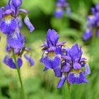 Kräftige Farben in unserem Garten