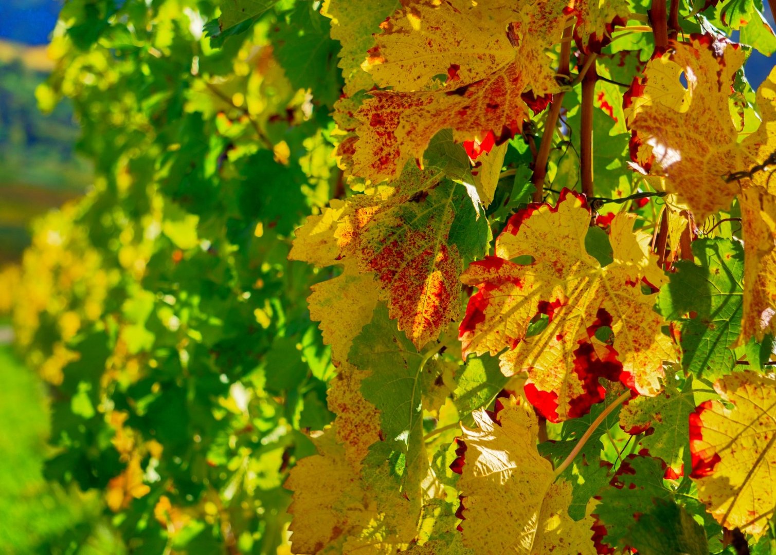 Kräftige Herbstfarben