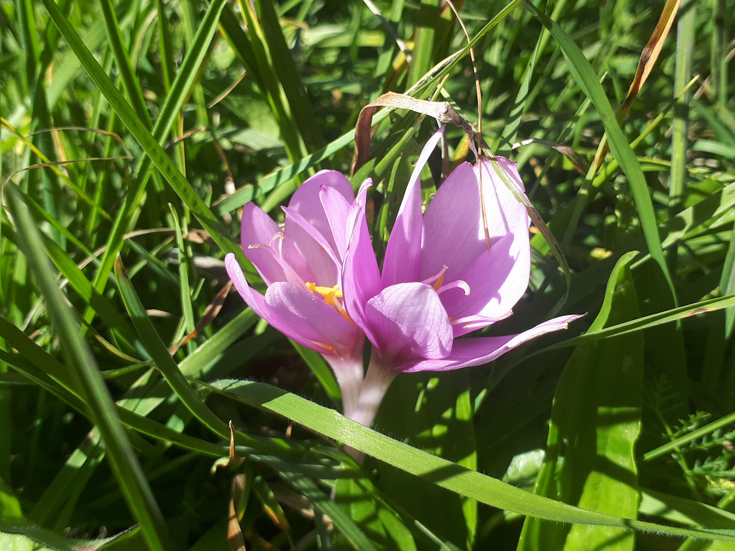 Kräftige Herbstzeitlosen (Colchicum autumnale)...