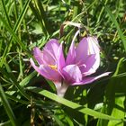 Kräftige Herbstzeitlosen (Colchicum autumnale)...