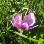 Kräftige Herbstzeitlosen (Colchicum autumnale)...