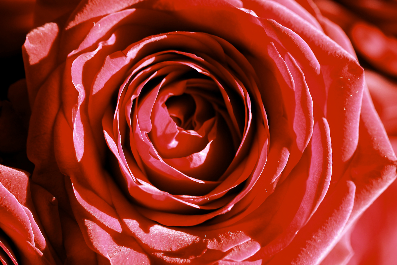 Kräftige Rose