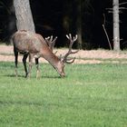 Kräftiger Hirsch mit weit entwickeltem Geweih im Bast