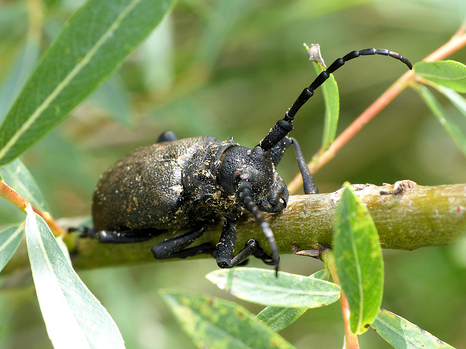 kräftiger Käfer