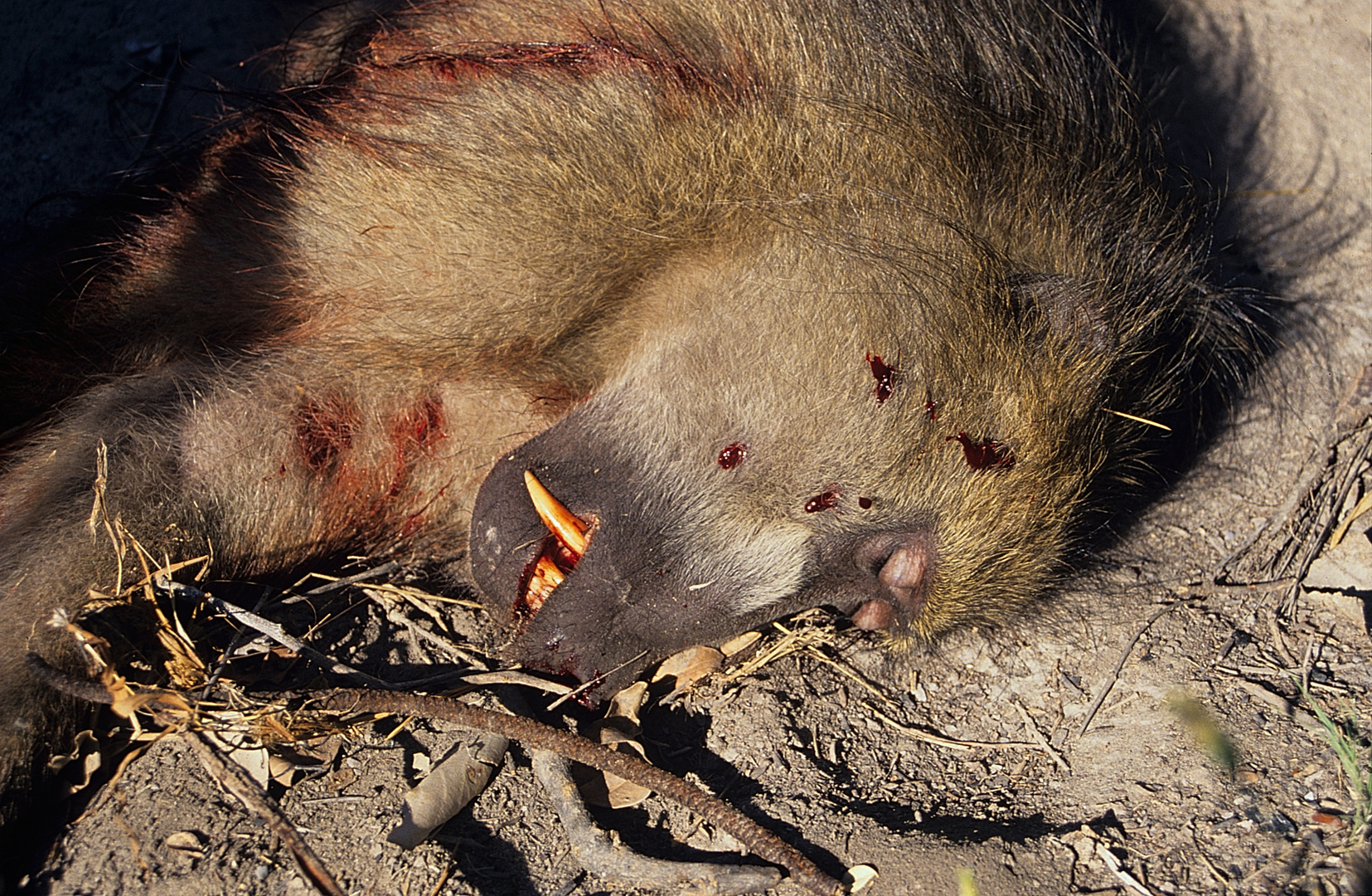 Kräftiger männlicher Steppenpavian mit Eckzahn