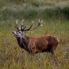 Kräftiger Rothirsch bei der Brunft