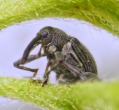 Kräftiger Stockrosen-Spitzmausrüssler (Aspidapion validum)