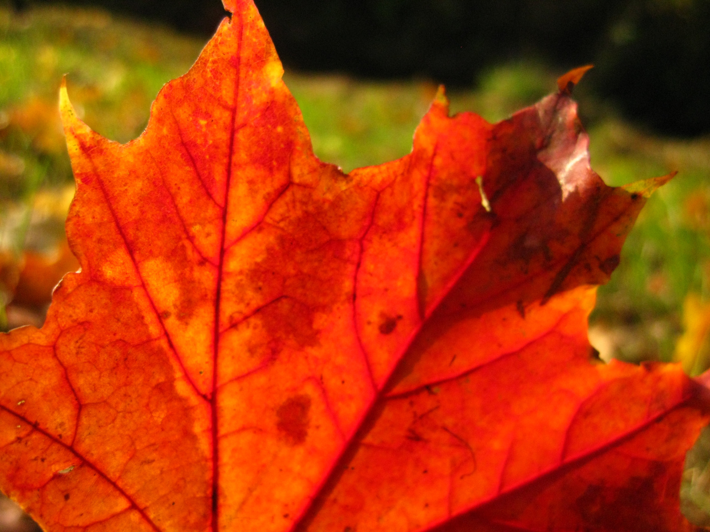 Kräftiges Blatt