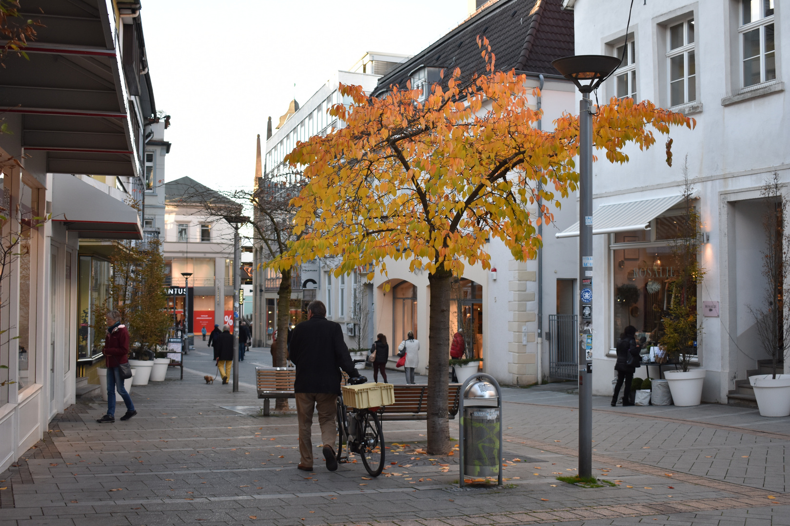 kräftiges Herbstlaub mitten in der Stadt