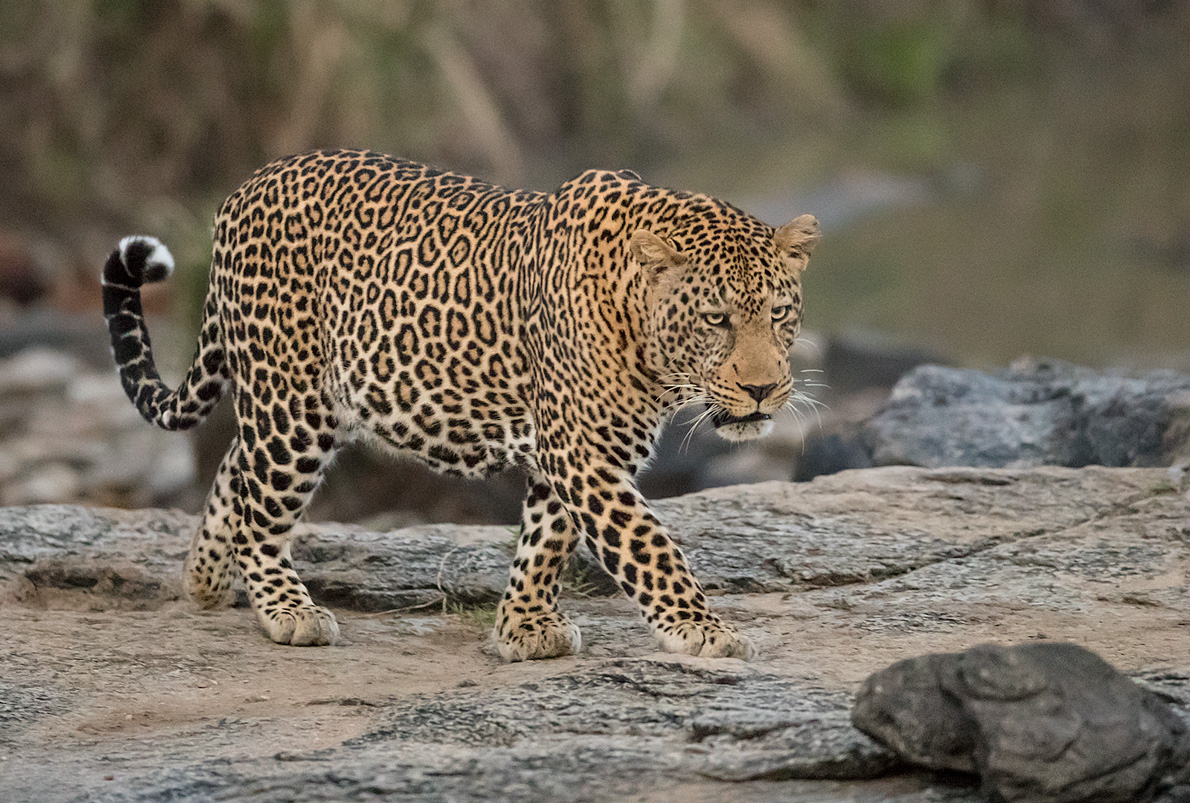 Kräftiges Leopardenmännchen