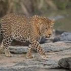 Kräftiges Leopardenmännchen