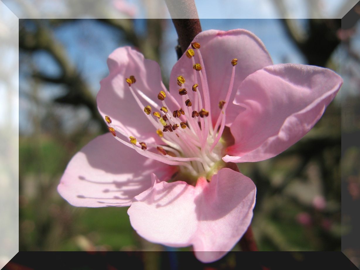 Kräftiges rosa