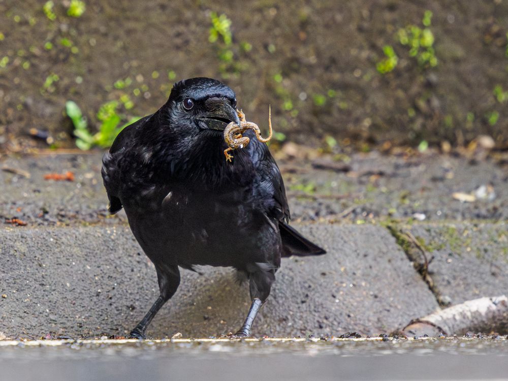 Krähe (2) Corvus corone