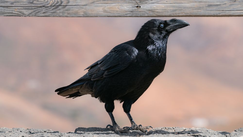 Krähe Foto & Bild | tiere, wildlife, wild lebende vögel Bilder auf ...