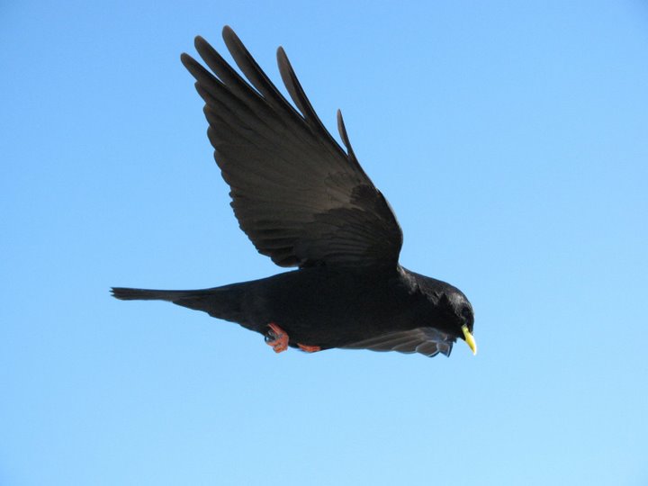 Krähe ...  ähhhh doch nicht ... Amsel?  ahhhhh  Alpendohle..!!!