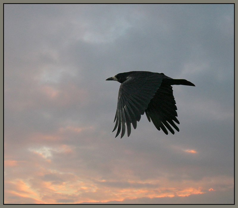 Krähe am Abendhimmel