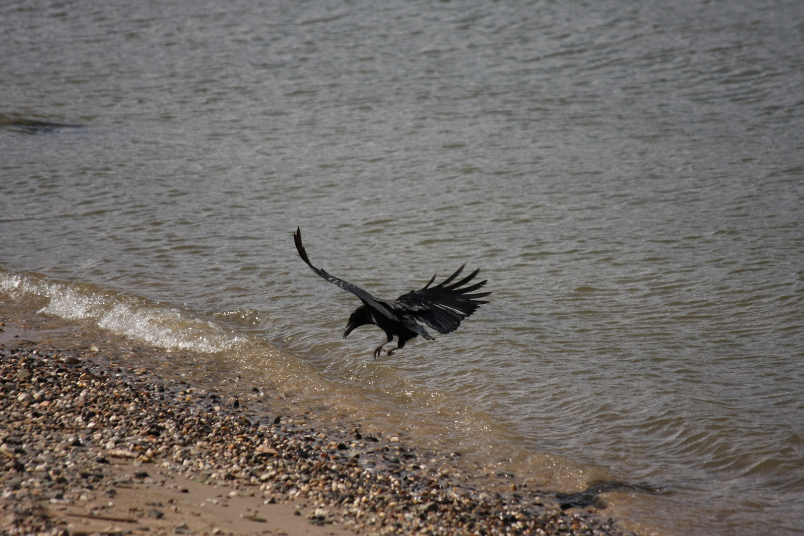 Krähe am Rhein