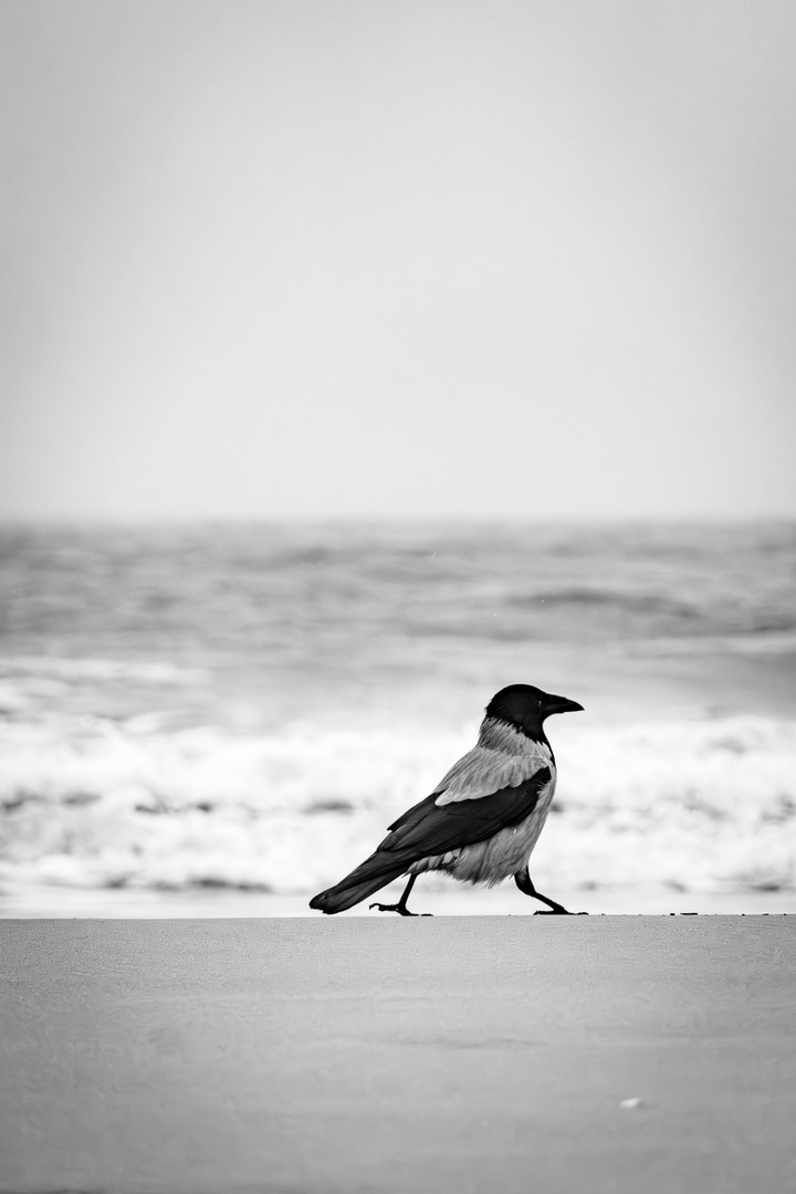 Krähe am Strand