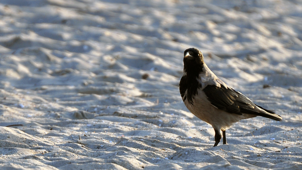 Krähe am Strand