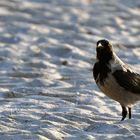 Krähe am Strand