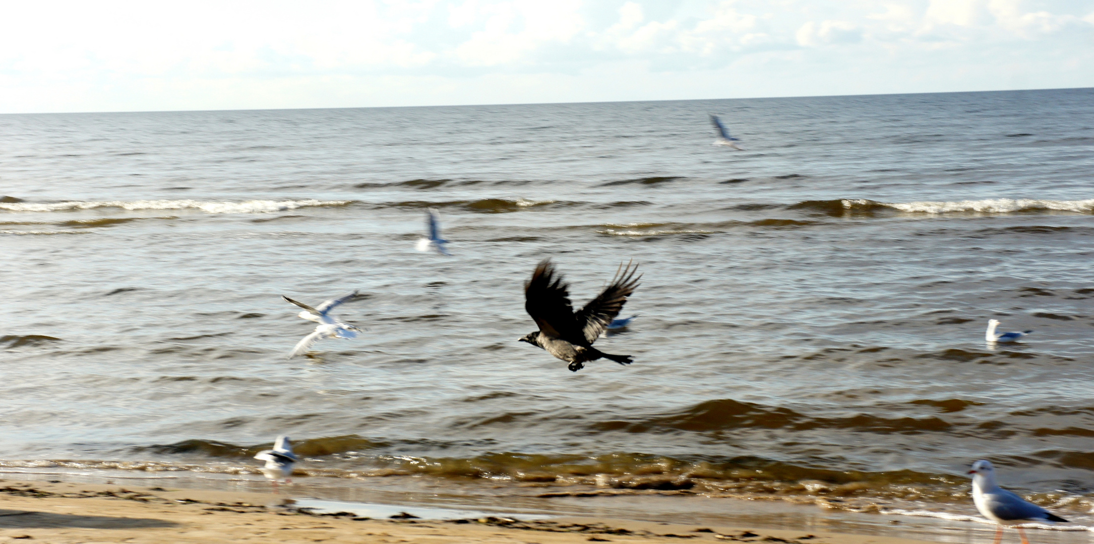 Krähe am Strand