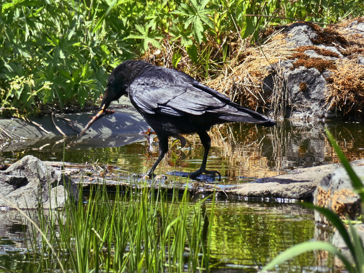 Krähe am Teich