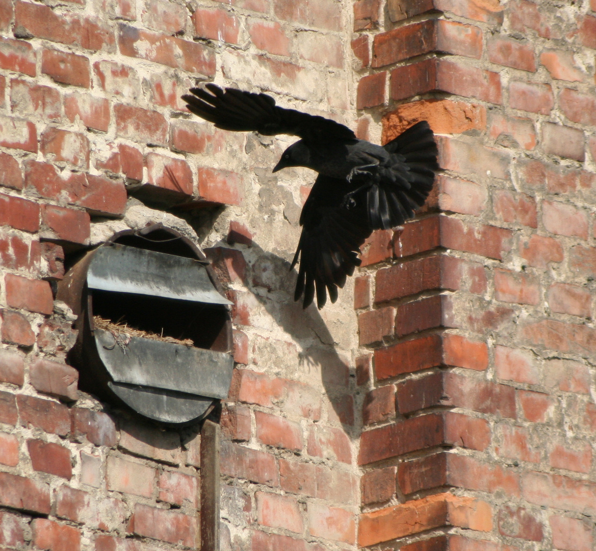 Krähe am Turmfalkennest