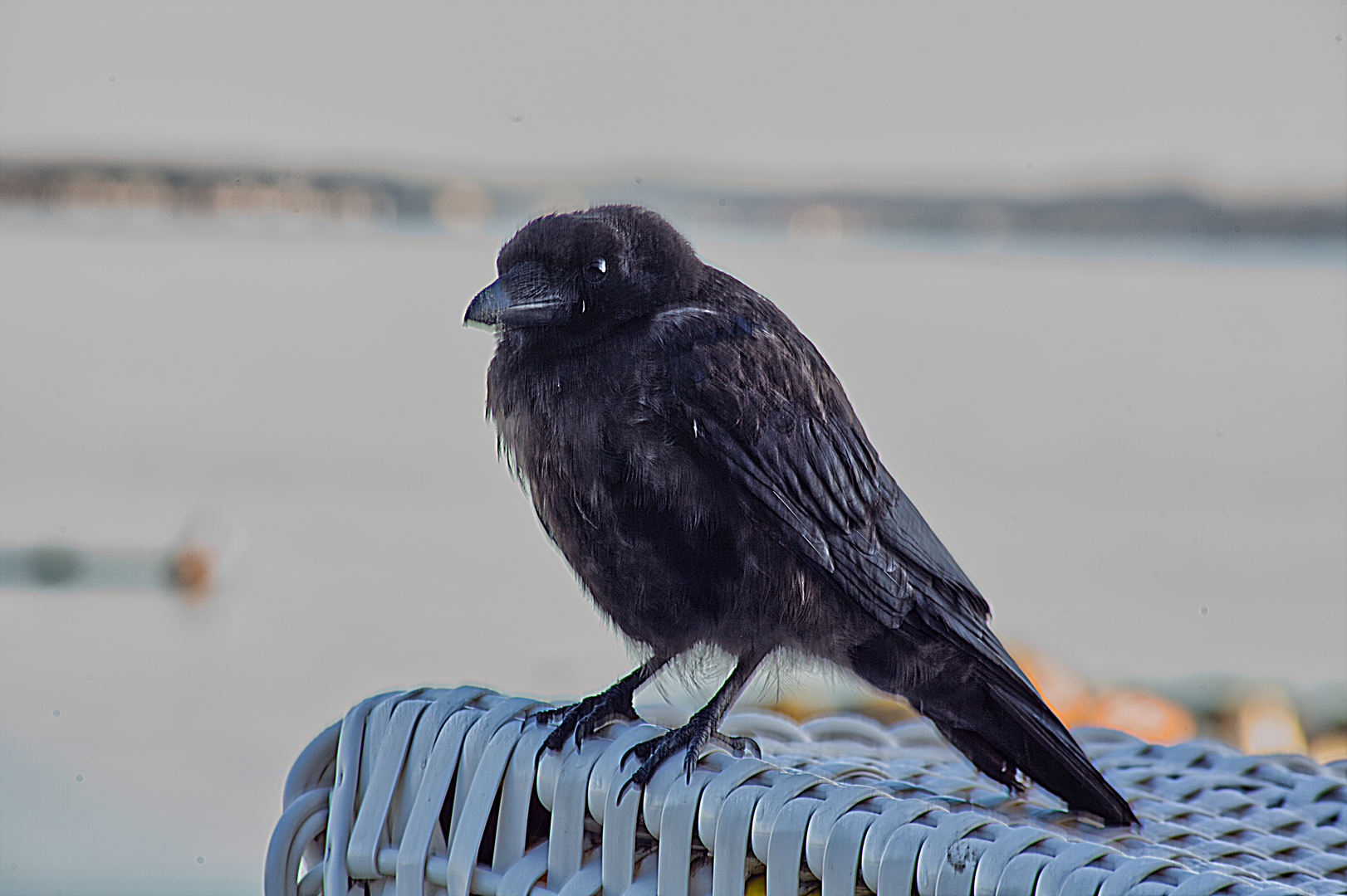 Krähe auf Strandkorb