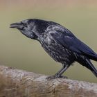 Krähe (Corvus)