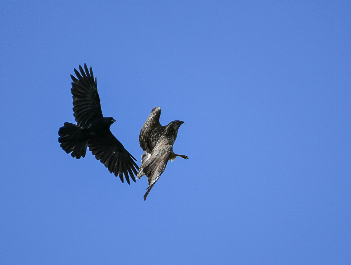 Krähe gegen Bussard