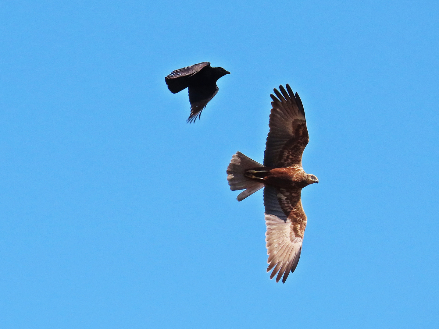 Krähe gegen Bussard