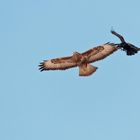 Krähe gegen Bussard