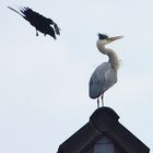 Krähe gegen Graureiher