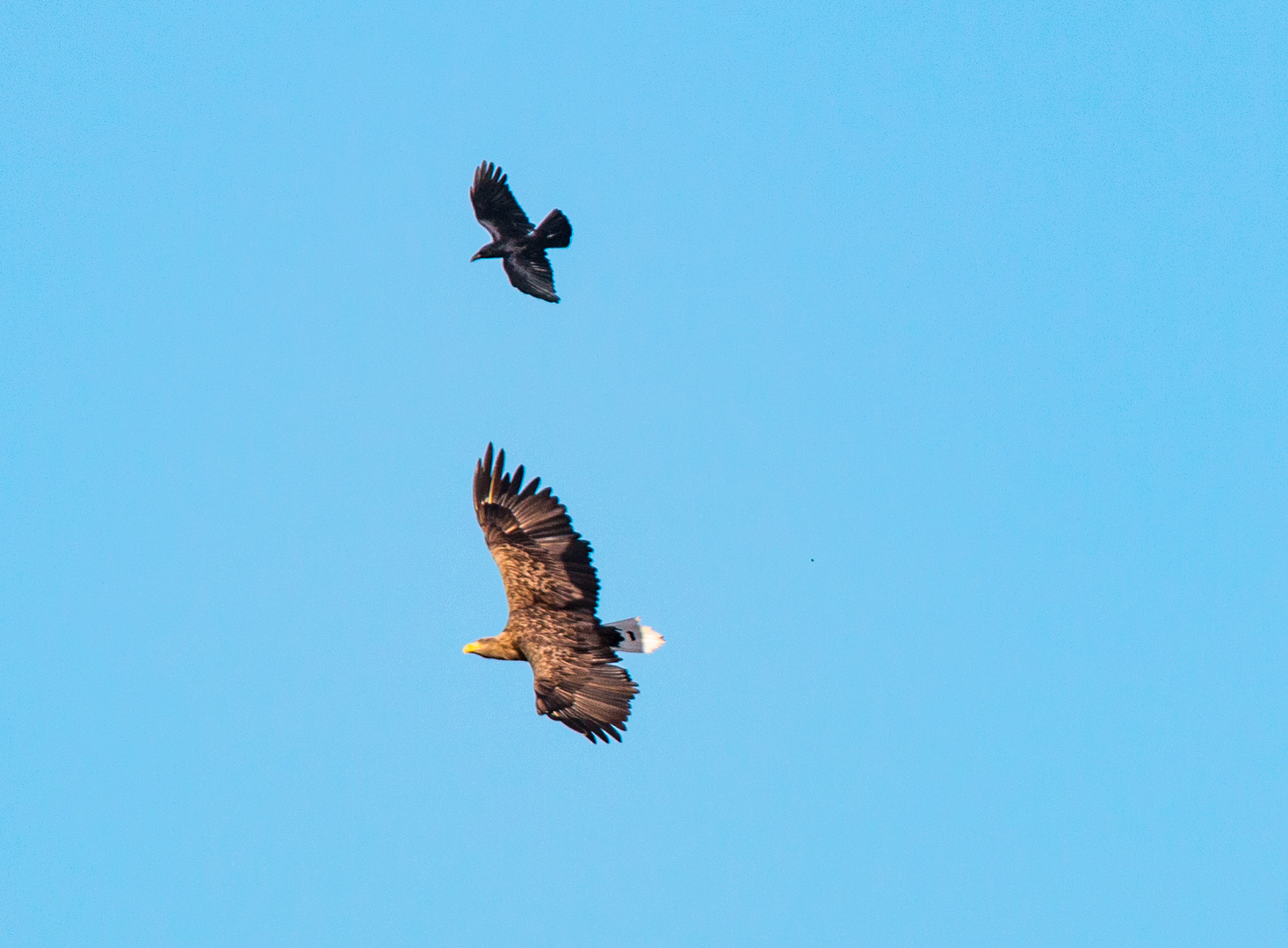 Krähe gegen Seeadler