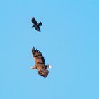 Krähe gegen Seeadler