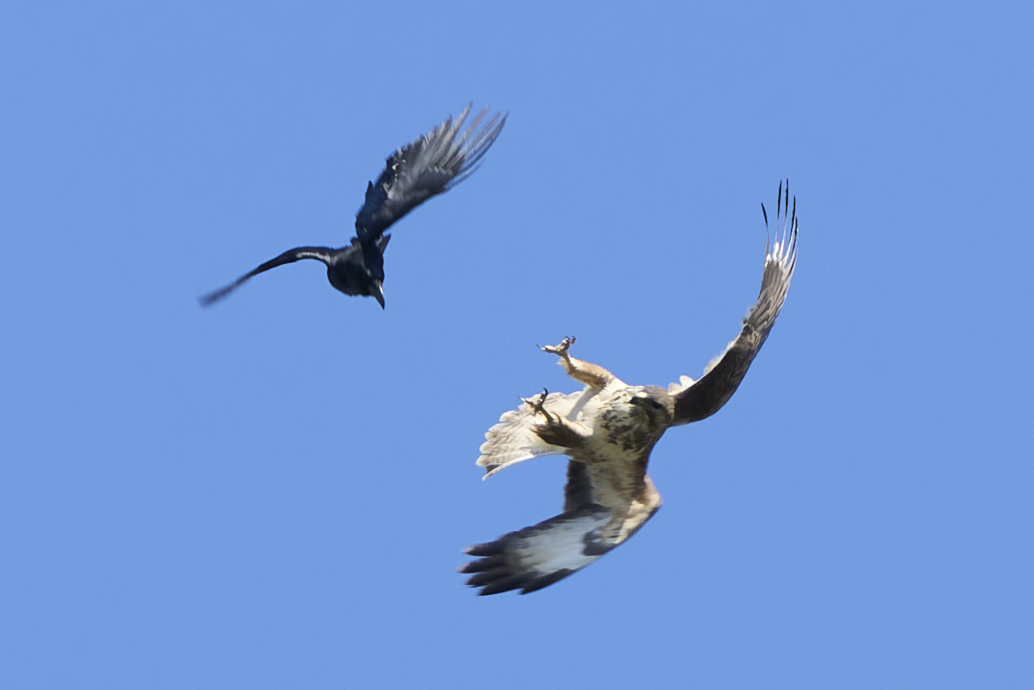 Krähe greift Mäusebussard an