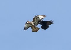 *** Krähe hasst auf Bussard  ***