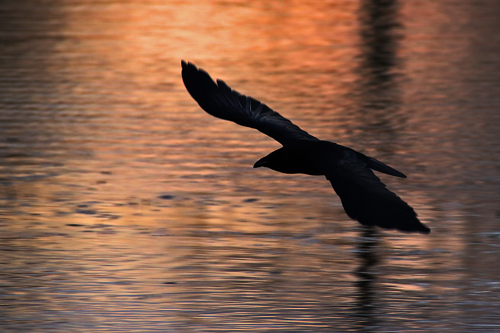Krähe im Abendflug über dem Wasser
