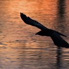 Krähe im Abendflug über dem Wasser