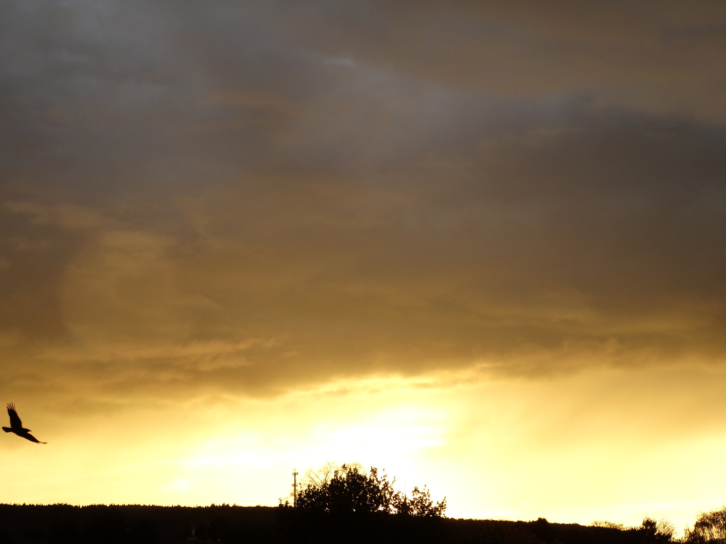 Krähe im Abendlicht