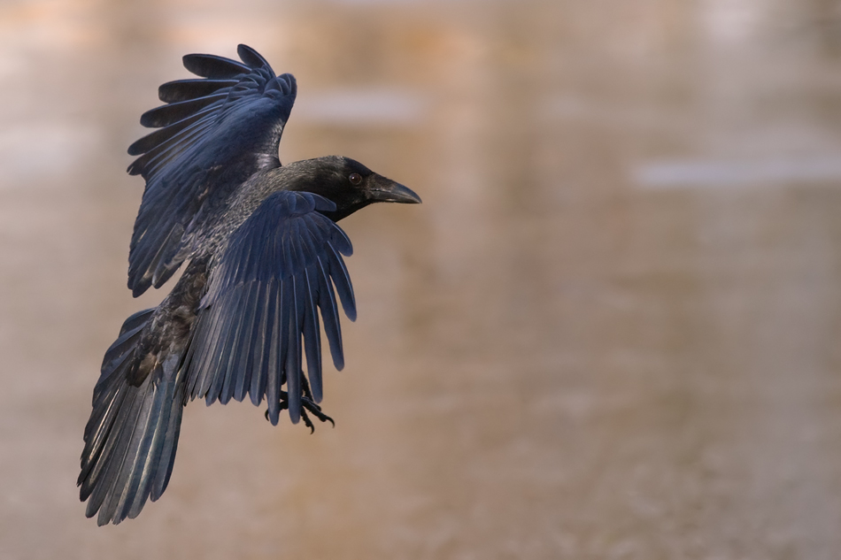 Krähe im Anflug