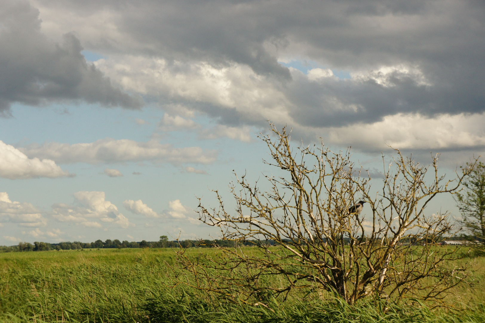 Krähe im Baum