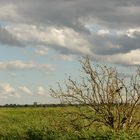 Krähe im Baum